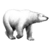 Big Bear Auction Company