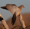 Winters Dove Fest